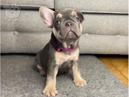 Κουτάβια Lilac & Tan French Bulldog