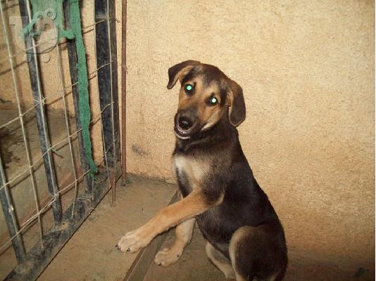 Μεγαλοσωμη κουταβινα χαριζεται