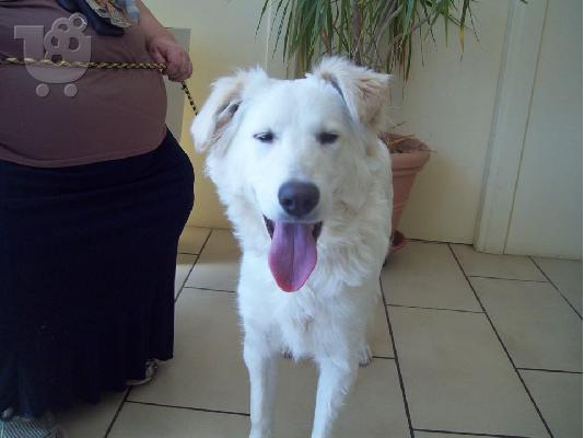 Λευκο νεαρο σκυλακι Ξανα χαριζεται