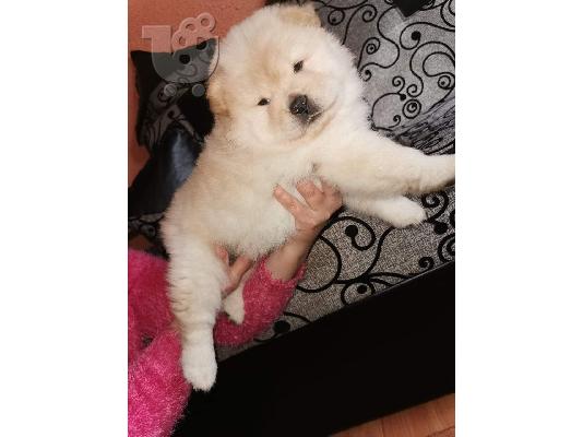 PoulaTo: ΔΙΑΘΕΣΙΜΑ LOVELY CHOW CHOW PUPPY