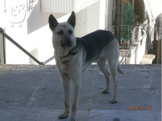 PoulaTo: Βρεθηκε λυκος στο Περαμα