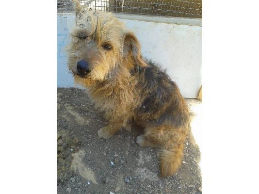 PoulaTo: Μικροσωμη γκριφονιτσα χαριζεται