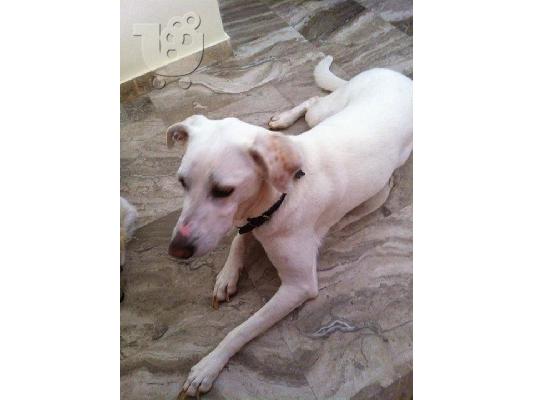 Λαμπραντορ ημιαιμο χαριζεται