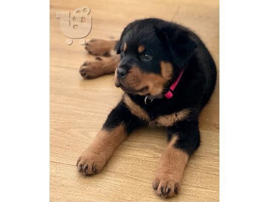 Κουτάβια Rottweiler, έτοιμα να φύγουν τώρα, μόνο 2 αγόρια...