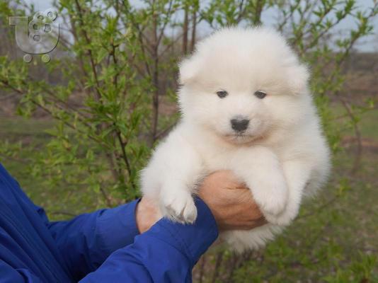PoulaTo: Samoyed κουτάβια