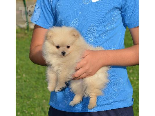 Κουτάβι Pomeranian Spitz