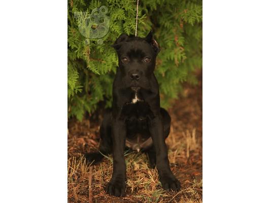 Cane Corso κουτάβια