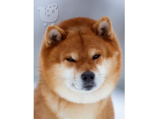 Shiba Inu κουτάβια