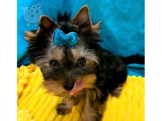 PoulaTo: Këlyshë Terrier Yorkshire për Shitje