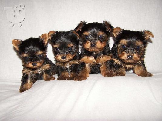 PoulaTo: Yorkshire Terrier καθαροαιμα ΘΕΣΣΑΛΟΝΙΚΗ στις καλυτερες τιμες 6979314054