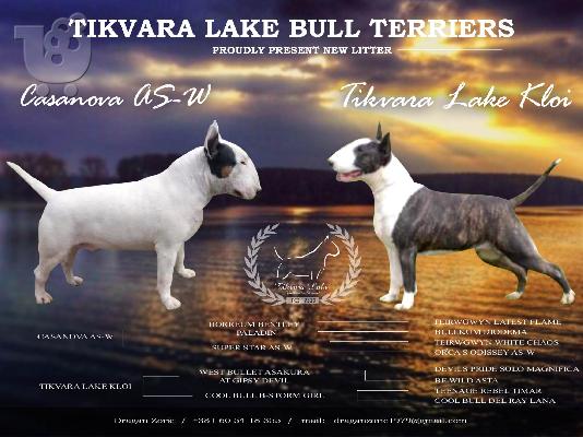 PoulaTo: Bull Terrier κουτάβια