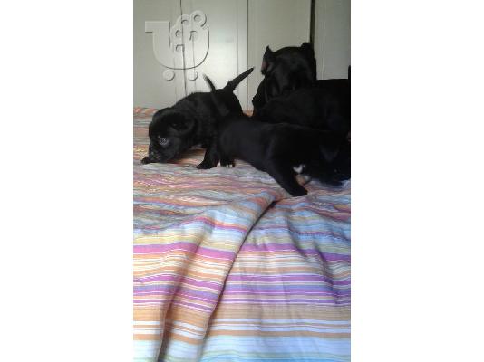 CANE CORSO ITALIKO MASTIF