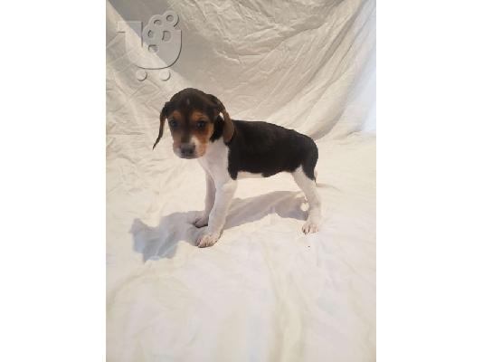 PoulaTo: American English Coonhound