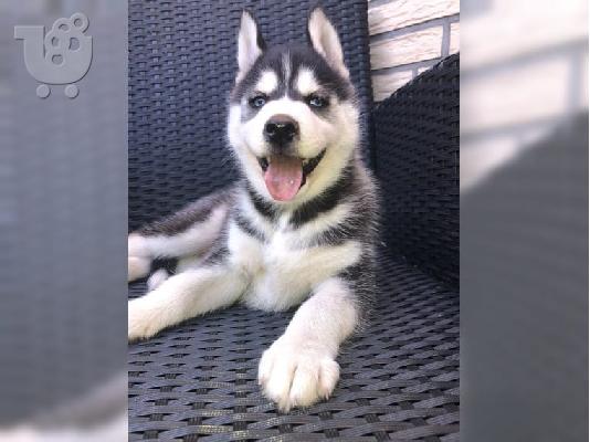 PoulaTo: Κουτάβια Husky