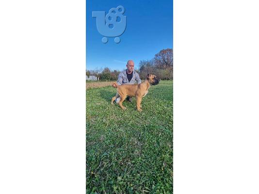 Cane Corso κουτάβια