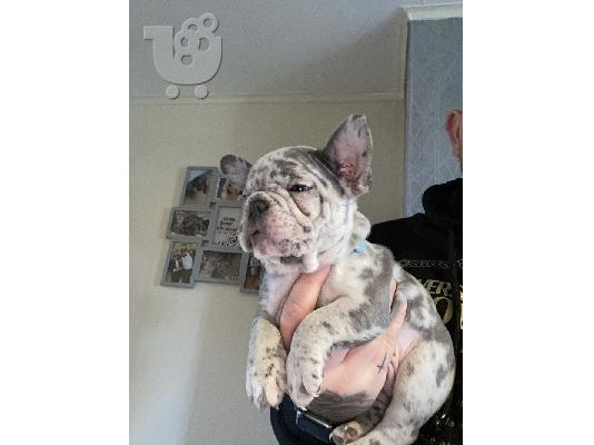 PoulaTo: French bulldog puppy merle color