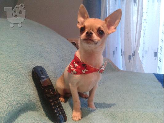 Τσιουάουα τόι - Chihuahua toy