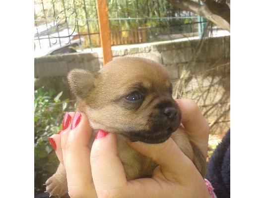 PoulaTo: μικροσωμα chihuahua