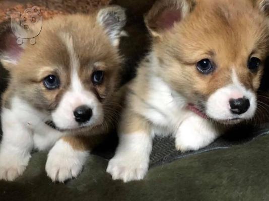 Welsh Corgi κουτάβια