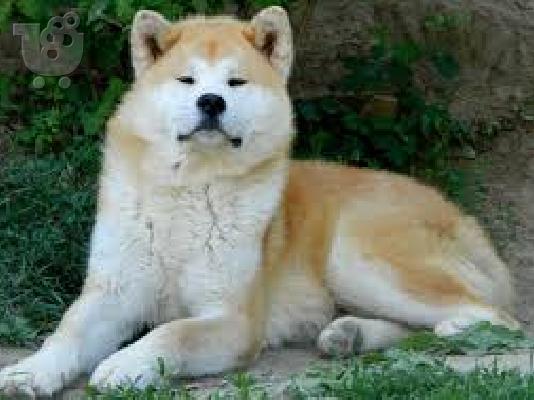 Ακιτα ινου καθαροαιμο κουταβακι