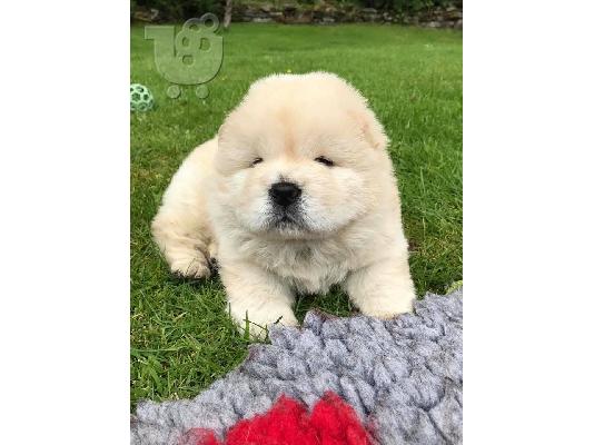 Όμορφη αρσενική Chow Chow χρειάζεται νέο σπίτι
