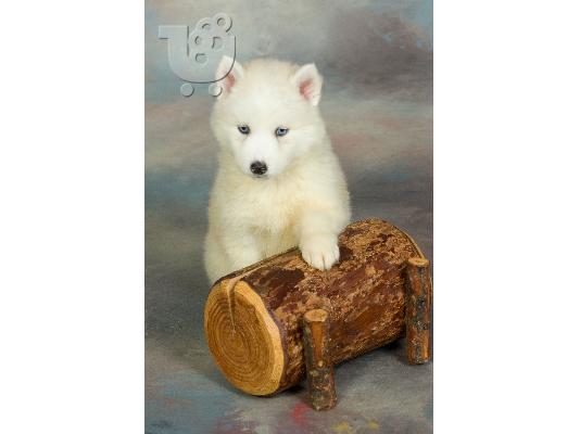 HUSKY SIBERIAN-ΧΑΣΚΥ