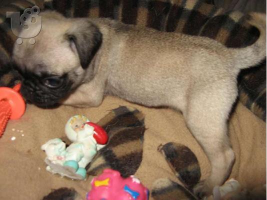 πώληση Pugs