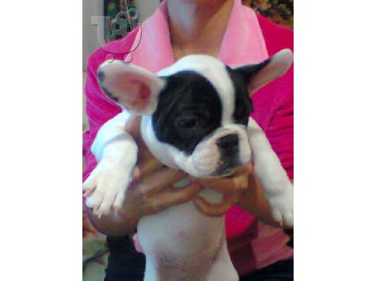 PoulaTo: γαλλικο bulldog