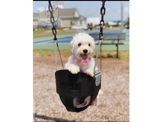 PoulaTo: Όμορφο όμορφο Cavachon
