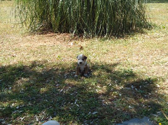 Χαρίζονται καταβάκια