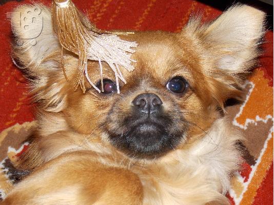 PoulaTo: Θιβετιανό πεκινουά καθαρόαιμο - 150€