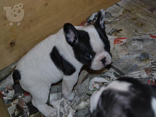 Γαλλικά Μπουλντόγκ Καθαρόαιμα