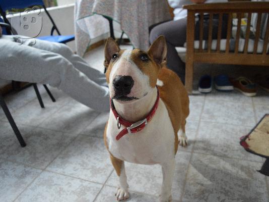 Bull Terrier κουτάβια !