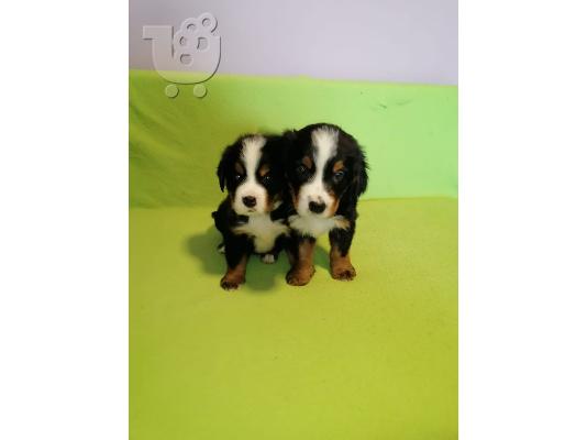 Κουτάβια Bernese Mountain Dog