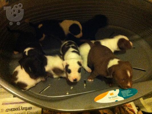 PIT BULL american staff