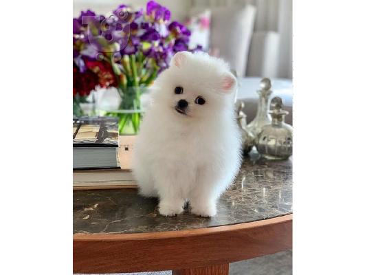 PoulaTo: Χαριτωμένα κουτάβια Pomeranian προς πώληση