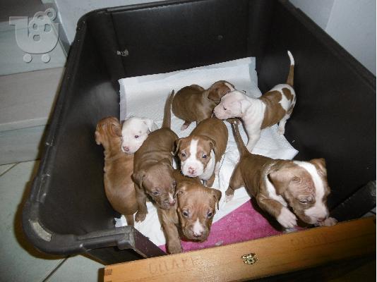 Pitbull rednose koutavia