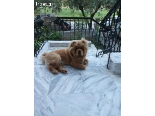 PoulaTo: Ζητείται θηλυκό chow chow..