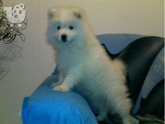 Σαμόιτ - 400 euro