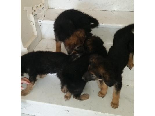 Xαρίζονται θηλυκά κουταβάκια ημίαιμα Γερμανικού λυκόσκυλου...