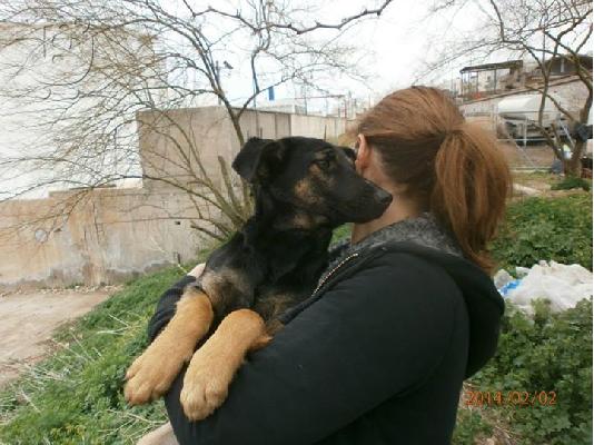Νεαρη σκυλιτσα χαριζεται