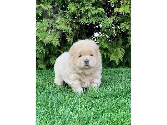 PoulaTo: Chow Chow Puppies
