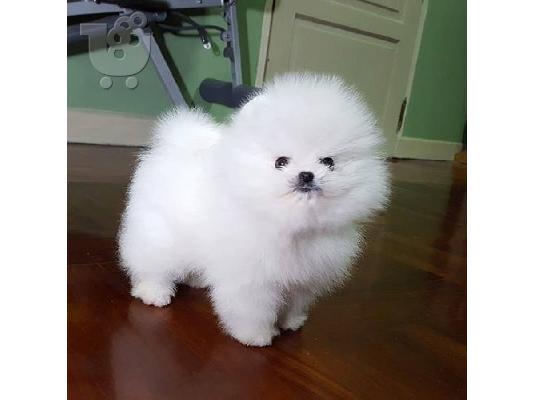 Dogs dhe këlyshë pomeranezë për shitje
