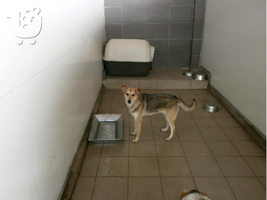 PoulaTo: Σκυλιτσα χαριζεται