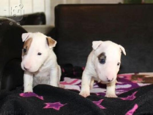 PoulaTo: Πωλούνται κουτάβια Mini Bull Terrier