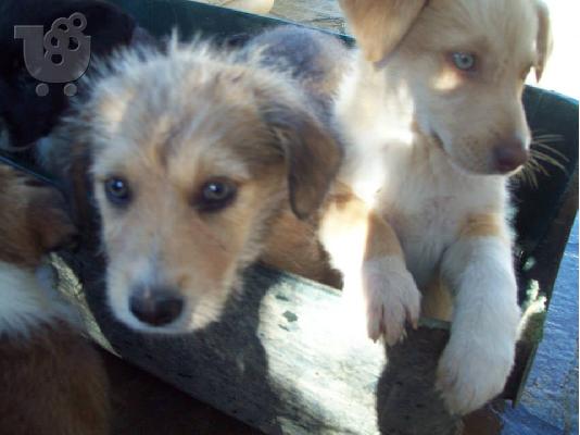 Κουταβακια χαριζονται