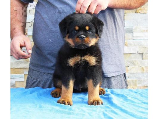 PoulaTo: Plehra të përziera të shëndetshme të Rottweilers