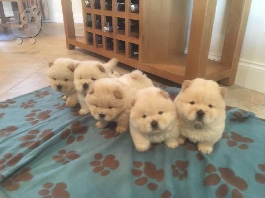 PoulaTo: Chow Chow λευκά κουτάβια
