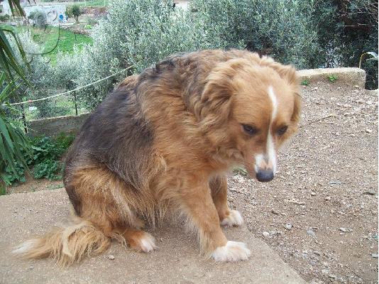 Σκυλιτσα χαριζεται