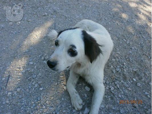 Η Μαυροματα ημιαιμη τσοπανοσκυλιτσα χαριζεται